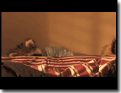"Raccoon Daze" Film - Small